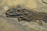 Spectacular Permian Amphibian & Fish Plate #7081-2
